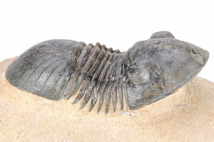 Corynexochid (Paralejurus) Trilobite - Lghaft, Morocco #208943
